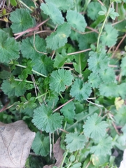 Geranium molle