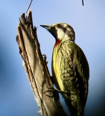 Xiphidiopicus percussus