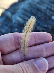 Setaria pumila