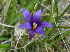 Romulea bulbocodium image