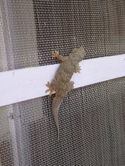 Hemidactylus flaviviridis