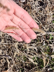 Setaria pumila