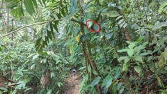 Incilius coniferus