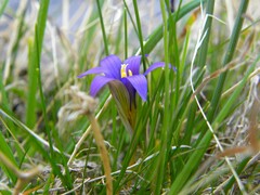 Romulea bulbocodium image