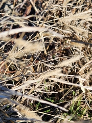 Setaria pumila