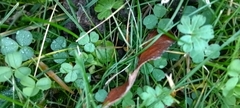 Geranium pyrenaicum