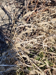 Setaria pumila