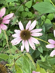 Echinacea