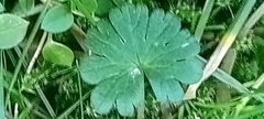Geranium pyrenaicum