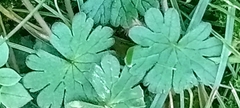 Geranium pyrenaicum