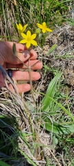 Hypoxis villosa
