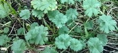 Geranium pyrenaicum