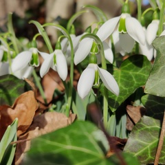 Galanthus elwesii