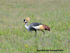 Balearica regulorum