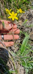 Hypoxis villosa