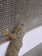 Hemidactylus flaviviridis