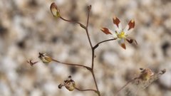 Nemacladus rubescens