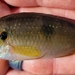 Rubricatochromis - Photo (c) trinectes,  זכויות יוצרים חלקיות (CC BY-NC), הועלה על ידי trinectes