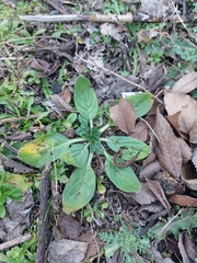 Echium plantagineum