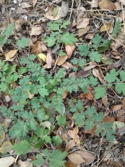 Phacelia congesta