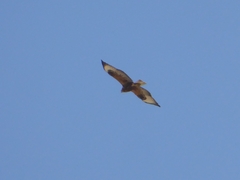 Buteo rufinus