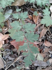 Phacelia congesta