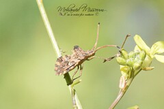 Centrocoris spiniger