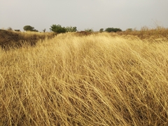 Poaceae
