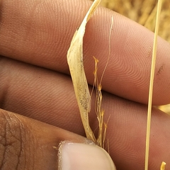 Poaceae