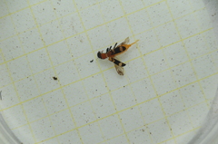 Thanasimus formicarius
