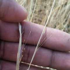 Poaceae
