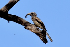 Lophoceros nasutus
