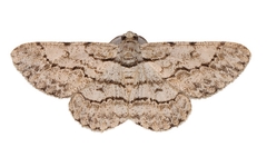 Hymenomima memor