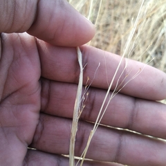 Poaceae
