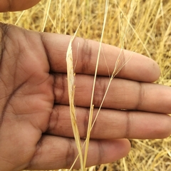 Poaceae