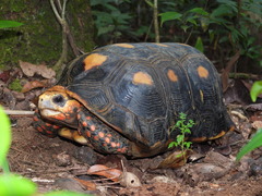 Chelonoidis carbonarius