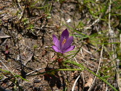 Romulea requienii