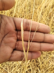 Poaceae