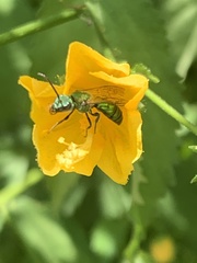 Augochlorini