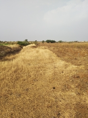 Poaceae