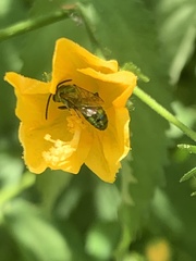 Augochlorini