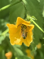 Augochlorini