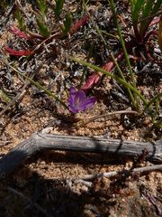 Romulea revelieri