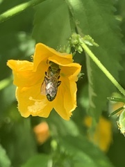 Augochlorini