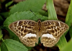 Bebearia mandinga mandinga
