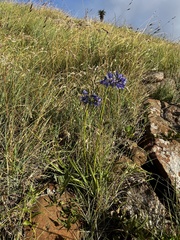 Agapanthus campanulatus
