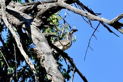 Lophoceros nasutus