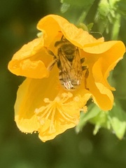 Pavonia sepium