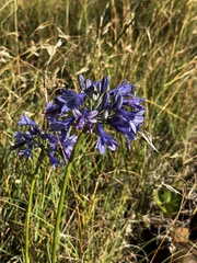 Agapanthus campanulatus