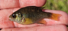 Lepomis punctatus